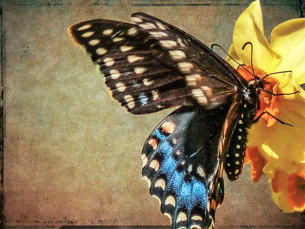 Brookgreen,-Butterfly