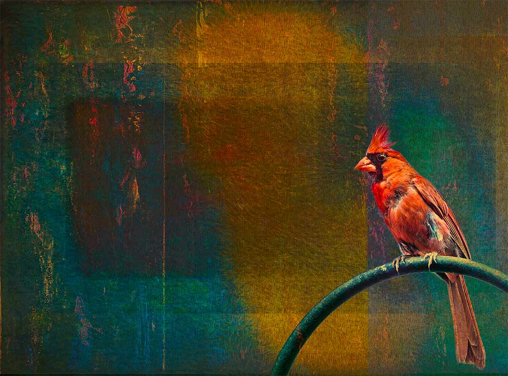 Cardinal-in-color