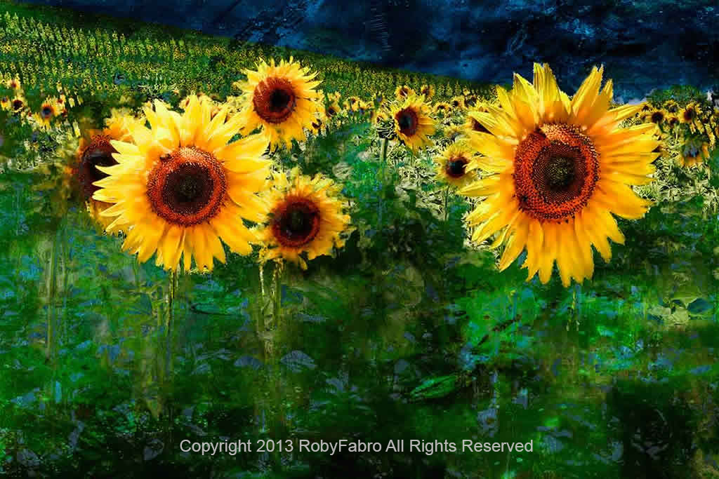 Sunflower field, Toscany