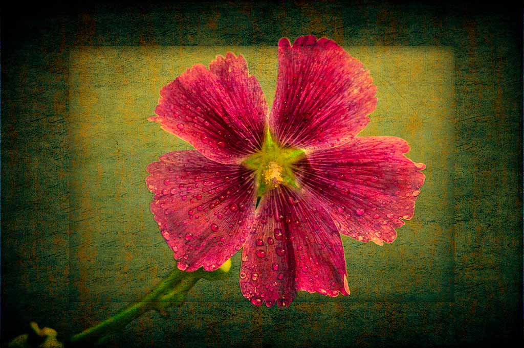 Hollyhock