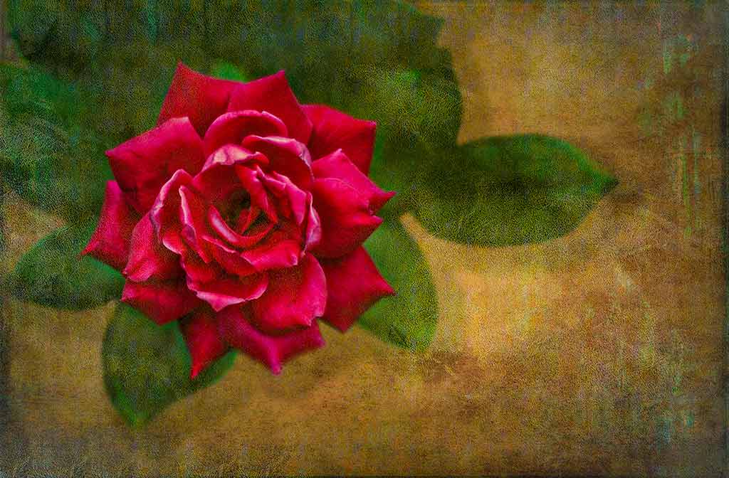 Red-Rose