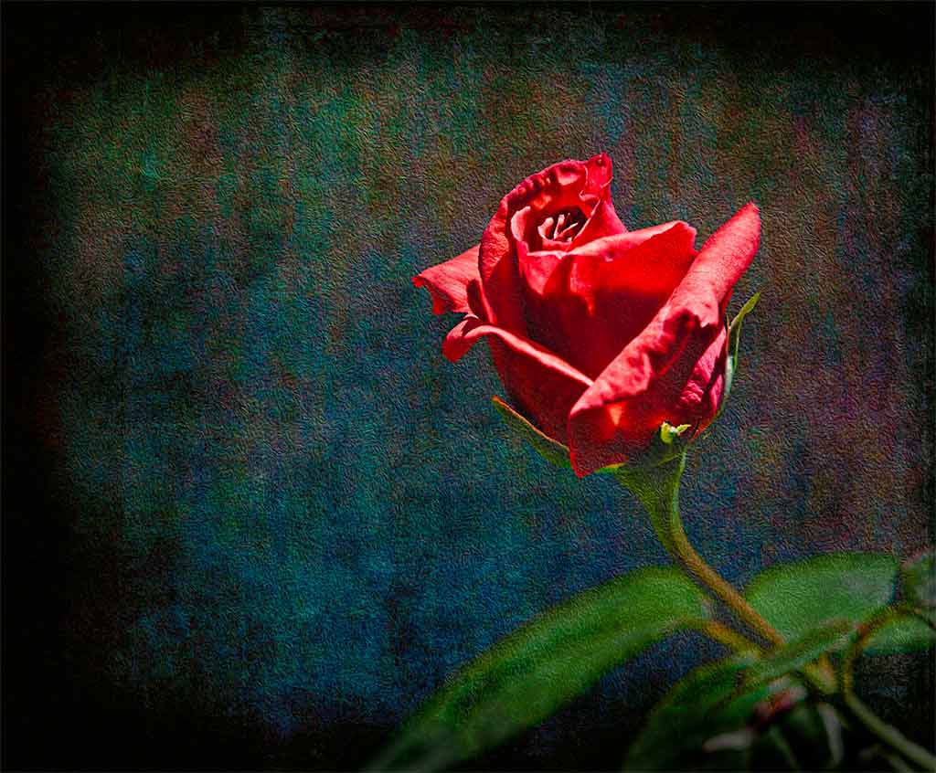 Red-Rose_0462