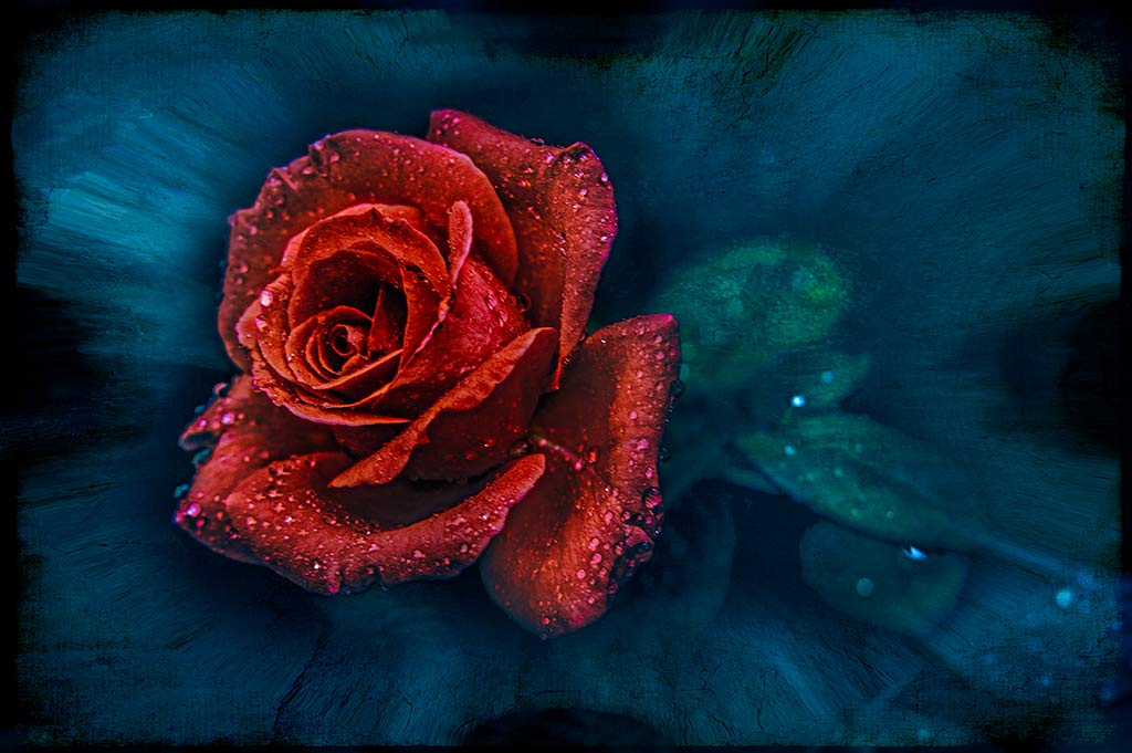 Red-Rose_0469A