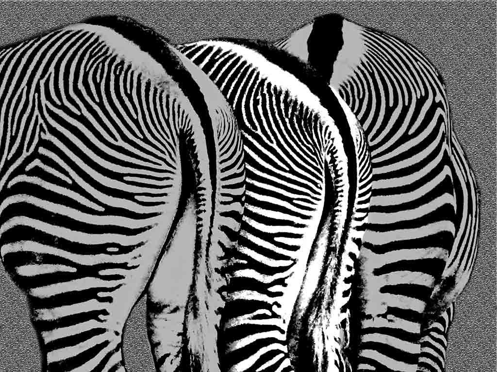 Zebras-bottoms