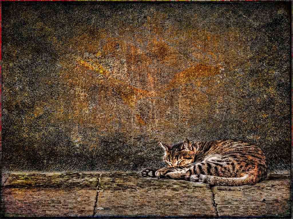 sleeping-cat